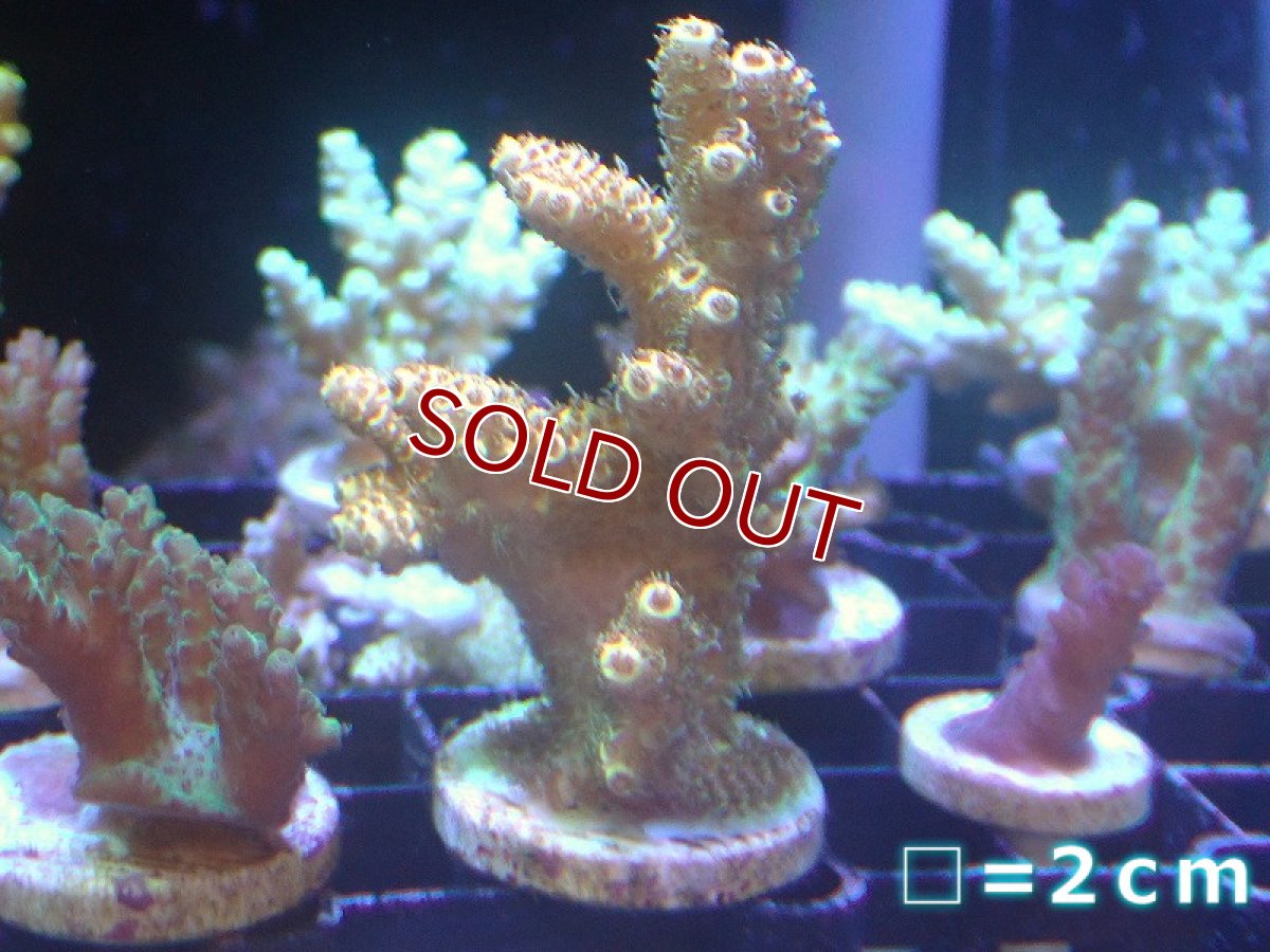画像1: 【サンゴ】【通販】フラグミドリイシsp. （Gold)（個体販売）No.11（生体）（サンゴ） (1)