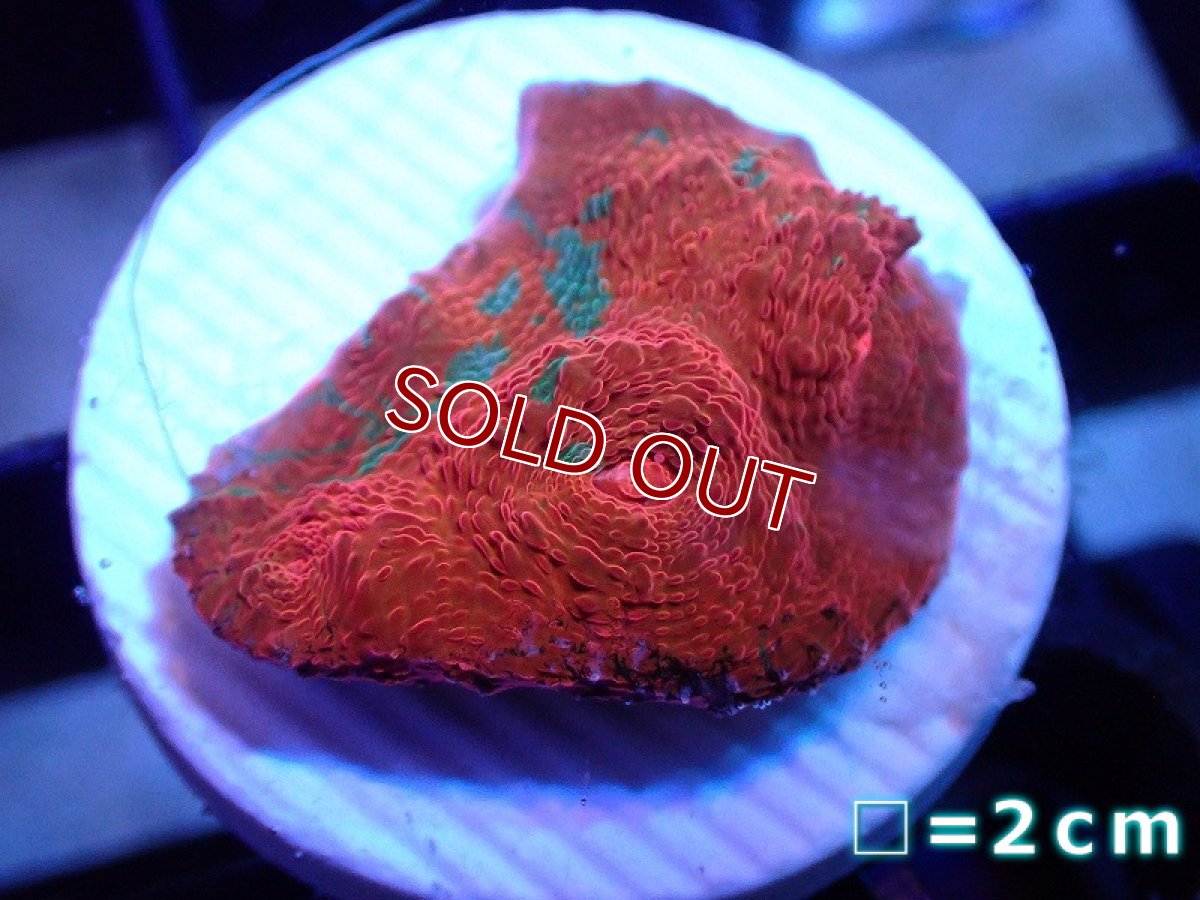 画像1: 【サンゴ】【通販】フラグ キッカサンゴsp.（Rainbow)（個体販売）No.1（生体）（サンゴ） (1)