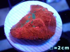 画像1: 【サンゴ】【通販】フラグ キッカサンゴsp.（Rainbow)（個体販売）No.1（生体）（サンゴ） (1)