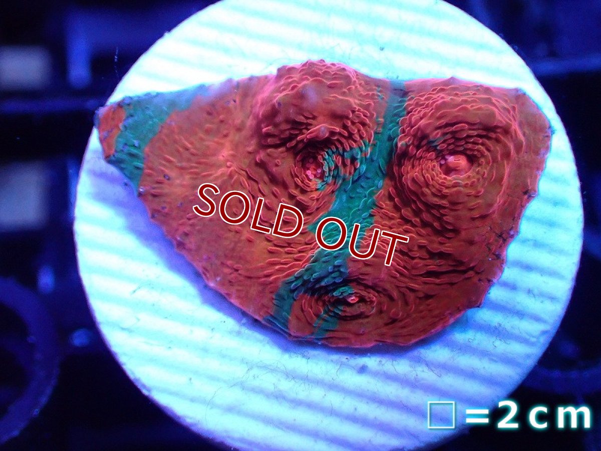 画像1: 【サンゴ】【通販】フラグ キッカサンゴsp.（Rainbow)（個体販売）No.2（生体）（サンゴ） (1)