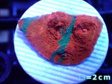 画像1: 【サンゴ】【通販】フラグ キッカサンゴsp.（Rainbow)（個体販売）No.2（生体）（サンゴ） (1)