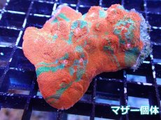 画像2: 【サンゴ】【通販】フラグ キッカサンゴsp.（Rainbow)（個体販売）No.2（生体）（サンゴ） (2)