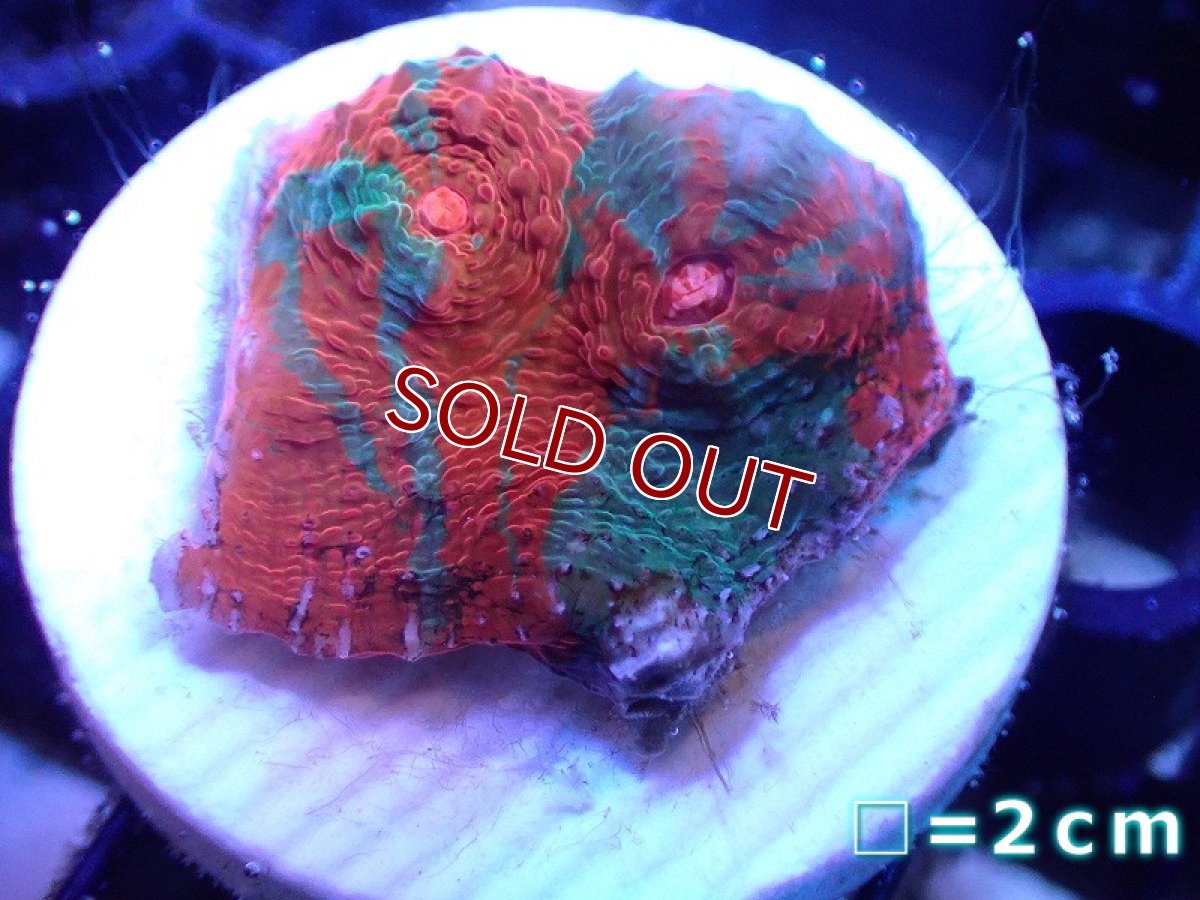 画像1: 【サンゴ】【通販】フラグ キッカサンゴsp.（Rainbow)（個体販売）No.3（生体）（サンゴ） (1)