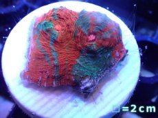 画像1: 【サンゴ】【通販】フラグ キッカサンゴsp.（Rainbow)（個体販売）No.3（生体）（サンゴ） (1)