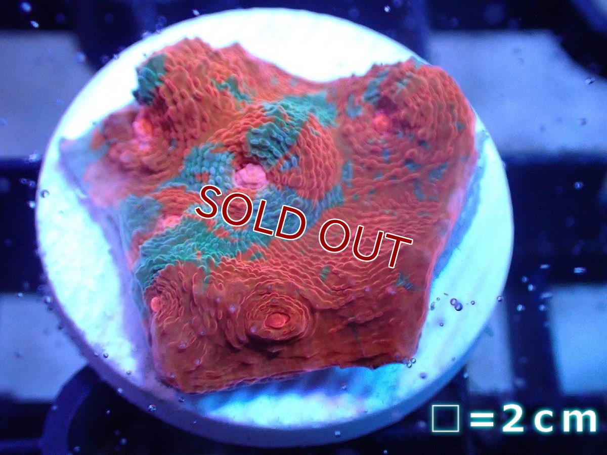 画像1: 【サンゴ】【通販】フラグ キッカサンゴsp.（Rainbow)（個体販売）No.4（生体）（サンゴ） (1)