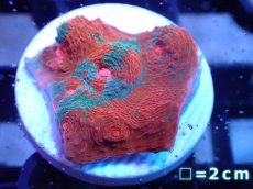 画像1: 【サンゴ】【通販】フラグ キッカサンゴsp.（Rainbow)（個体販売）No.4（生体）（サンゴ） (1)