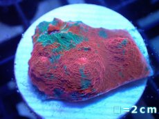 画像1: 【サンゴ】【通販】フラグ キッカサンゴsp.（Rainbow)（個体販売）No.5（生体）（サンゴ） (1)