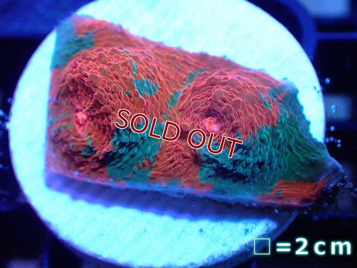 画像1: 【サンゴ】【通販】フラグ キッカサンゴsp.（Rainbow)（個体販売）No.6（生体）（サンゴ） (1)