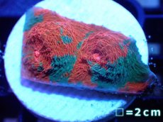 画像1: 【サンゴ】【通販】フラグ キッカサンゴsp.（Rainbow)（個体販売）No.6（生体）（サンゴ） (1)