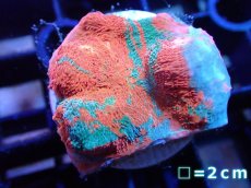 画像1: 【サンゴ】【通販】フラグ キッカサンゴsp.（Rainbow)（個体販売）No.7（生体）（サンゴ） (1)