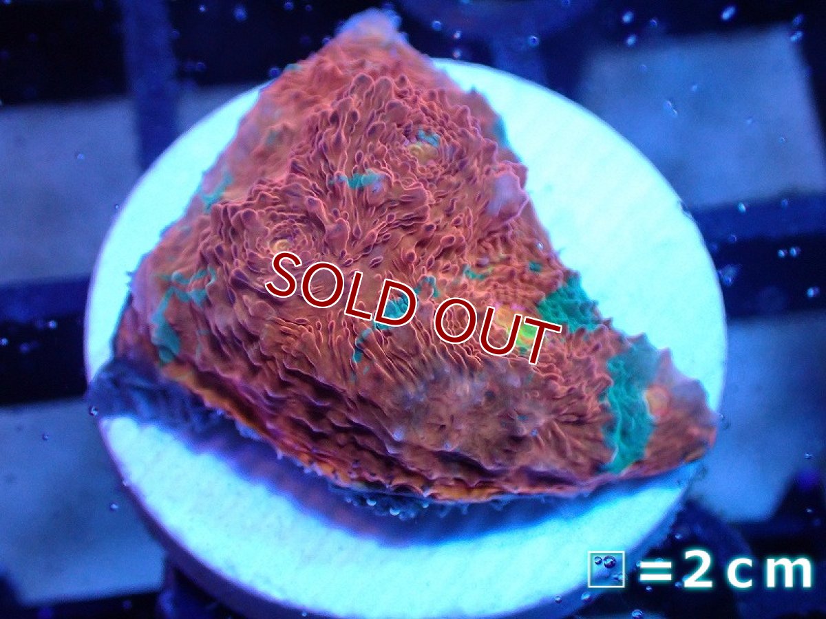 画像1: 【サンゴ】【通販】フラグ キッカサンゴsp.（Rainbow)（個体販売）No.8（生体）（サンゴ） (1)