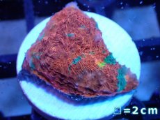 画像1: 【サンゴ】【通販】フラグ キッカサンゴsp.（Rainbow)（個体販売）No.8（生体）（サンゴ） (1)