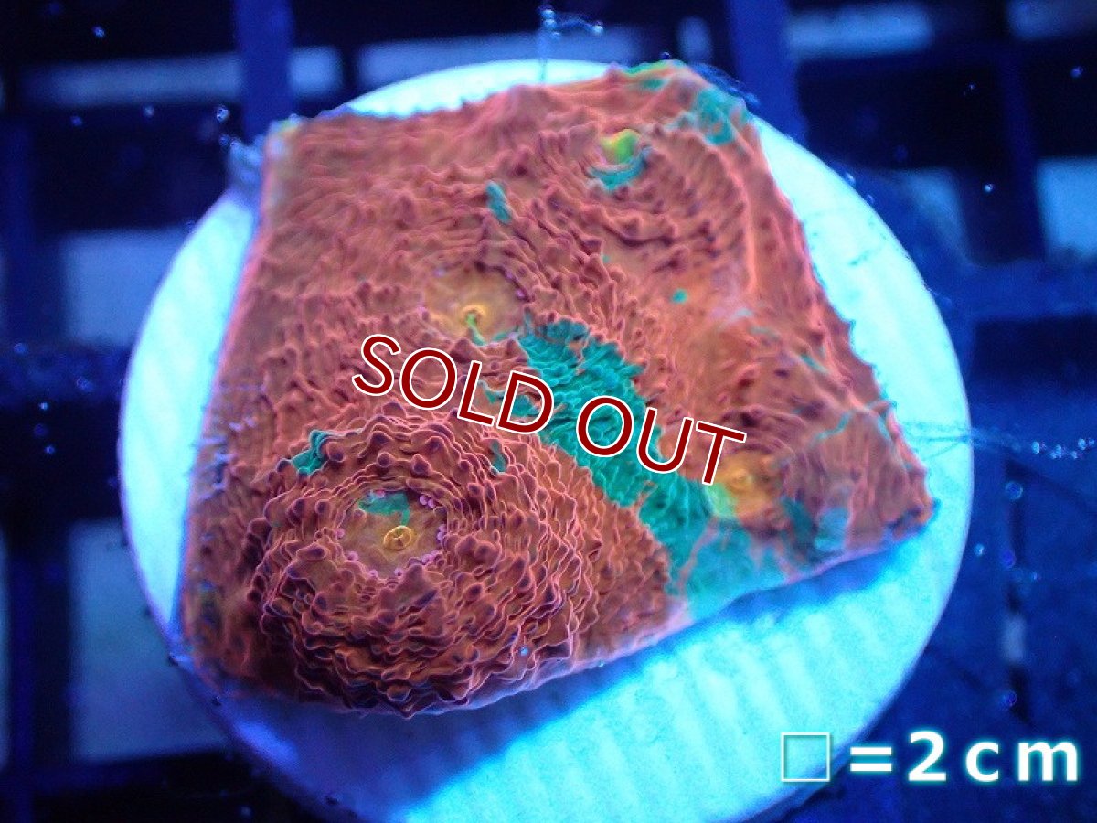 画像1: 【サンゴ】【通販】フラグ キッカサンゴsp.（Rainbow)（個体販売）No.9（生体）（サンゴ） (1)