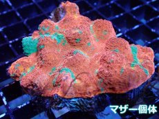 画像2: 【サンゴ】【通販】フラグ キッカサンゴsp.（Rainbow)（個体販売）No.9（生体）（サンゴ） (2)