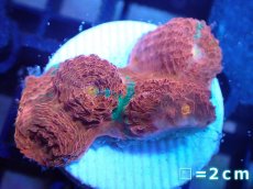 画像1: 【サンゴ】【通販】フラグ キッカサンゴsp.（Rainbow)（個体販売）No.10（生体）（サンゴ） (1)