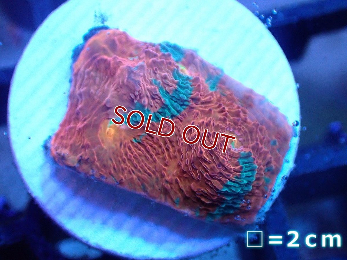 画像1: 【サンゴ】【通販】フラグ キッカサンゴsp.（Rainbow)（個体販売）No.11（生体）（サンゴ） (1)