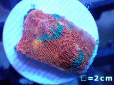 画像1: 【サンゴ】【通販】フラグ キッカサンゴsp.（Rainbow)（個体販売）No.11（生体）（サンゴ） (1)