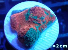 画像1: 【サンゴ】【通販】フラグ キッカサンゴsp.（Rainbow)（個体販売）No.12（生体）（サンゴ） (1)