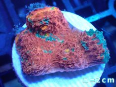 画像1: 【サンゴ】【通販】フラグ キッカサンゴsp.（Rainbow)（個体販売）No.13（生体）（サンゴ） (1)