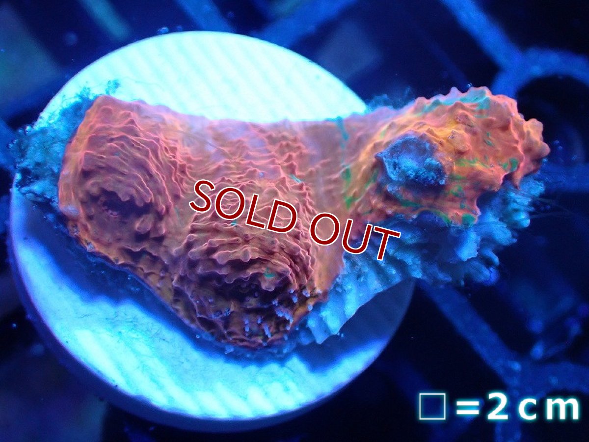 画像1: 【サンゴ】【通販】フラグ キッカサンゴsp.（Rainbow)（個体販売）No.14（生体）（サンゴ） (1)