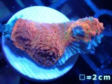 画像1: 【サンゴ】【通販】フラグ キッカサンゴsp.（Rainbow)（個体販売）No.14（生体）（サンゴ） (1)