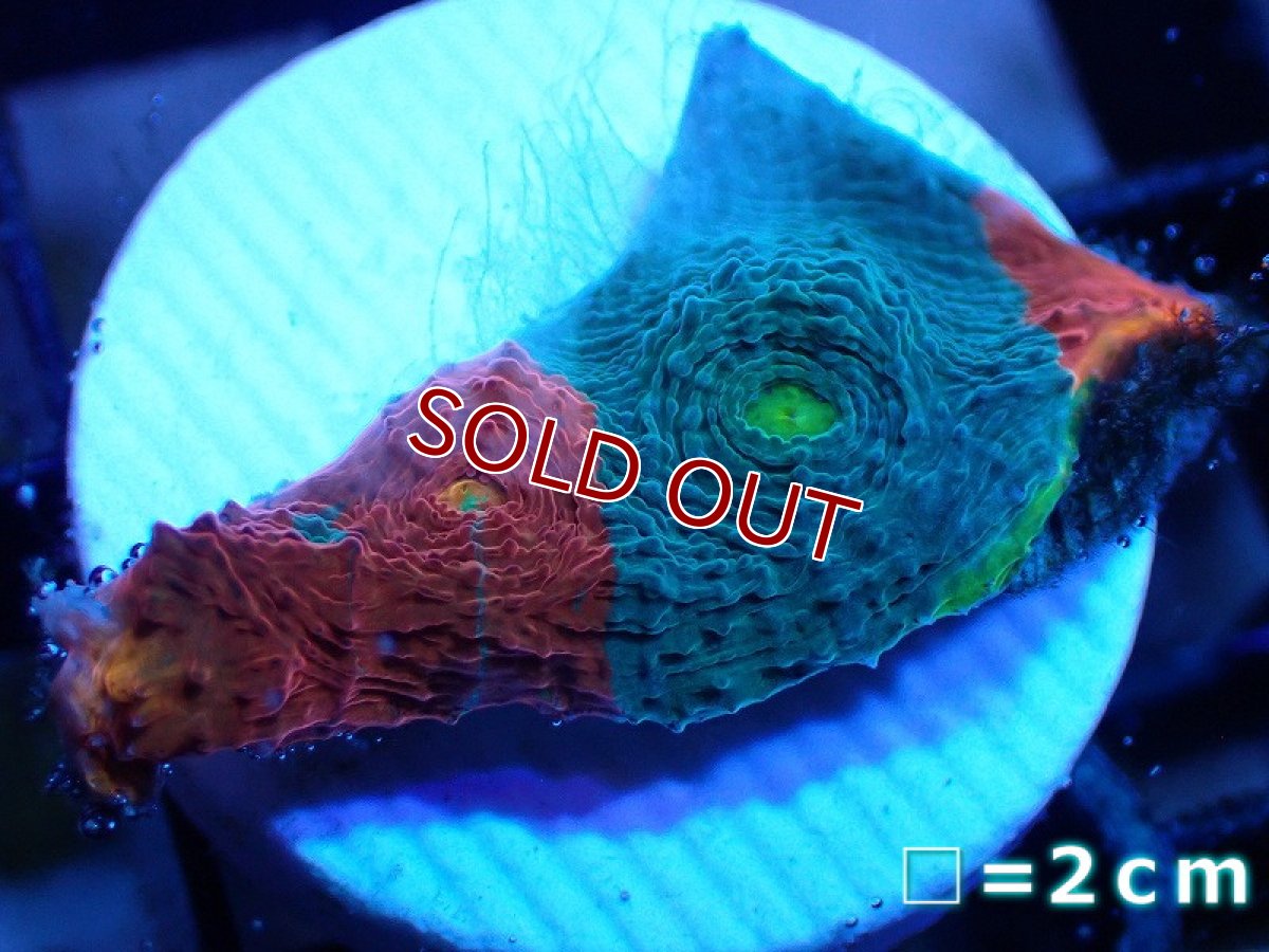画像1: 【サンゴ】【通販】フラグ キッカサンゴsp.（Rainbow)（個体販売）No.15（生体）（サンゴ） (1)