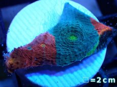 画像1: 【サンゴ】【通販】フラグ キッカサンゴsp.（Rainbow)（個体販売）No.15（生体）（サンゴ） (1)