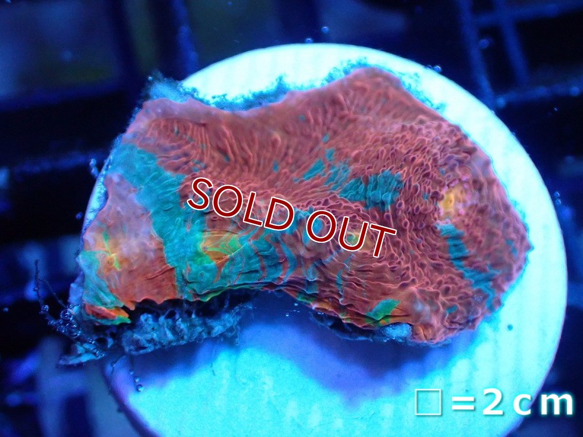 画像1: 【サンゴ】【通販】フラグ キッカサンゴsp.（Rainbow)（個体販売）No.16（生体）（サンゴ） (1)