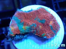 画像1: 【サンゴ】【通販】フラグ キッカサンゴsp.（Rainbow)（個体販売）No.16（生体）（サンゴ） (1)