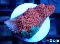 画像1: 【サンゴ】【通販】フラグ キッカサンゴsp.（Rainbow)（個体販売）No.17（生体）（サンゴ） (1)