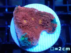 画像1: 【サンゴ】【通販】フラグ キッカサンゴsp.（Rainbow)（個体販売）No.18（生体）（サンゴ） (1)