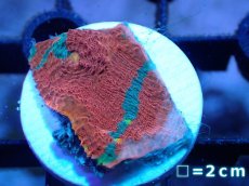 画像1: 【サンゴ】【通販】フラグ キッカサンゴsp.（Rainbow)（個体販売）No.19（生体）（サンゴ） (1)