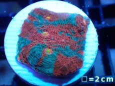 画像1: 【サンゴ】【通販】フラグ キッカサンゴsp.（Rainbow)（個体販売）No.20（生体）（サンゴ） (1)