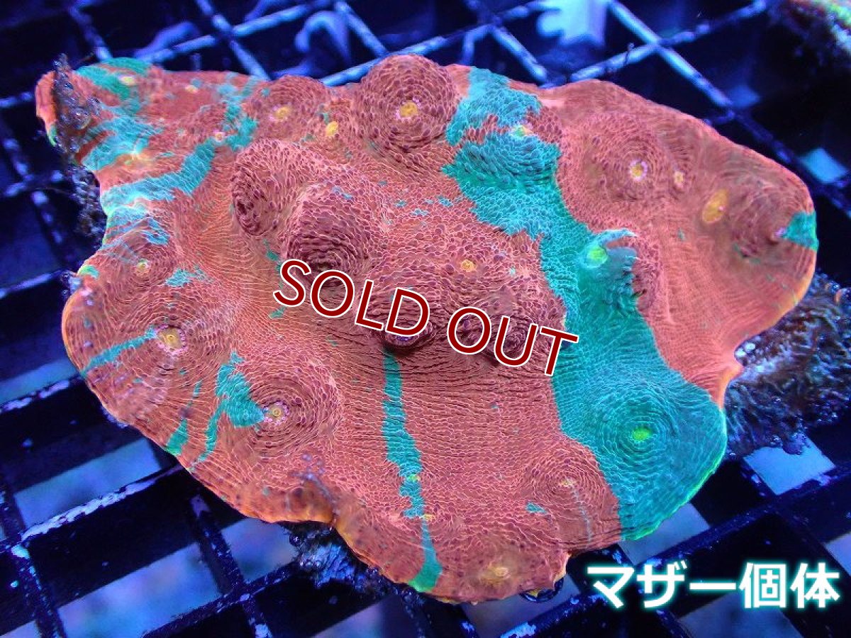 画像2: 【サンゴ】【通販】フラグ キッカサンゴsp.（Rainbow)（個体販売）No.20（生体）（サンゴ） (2)