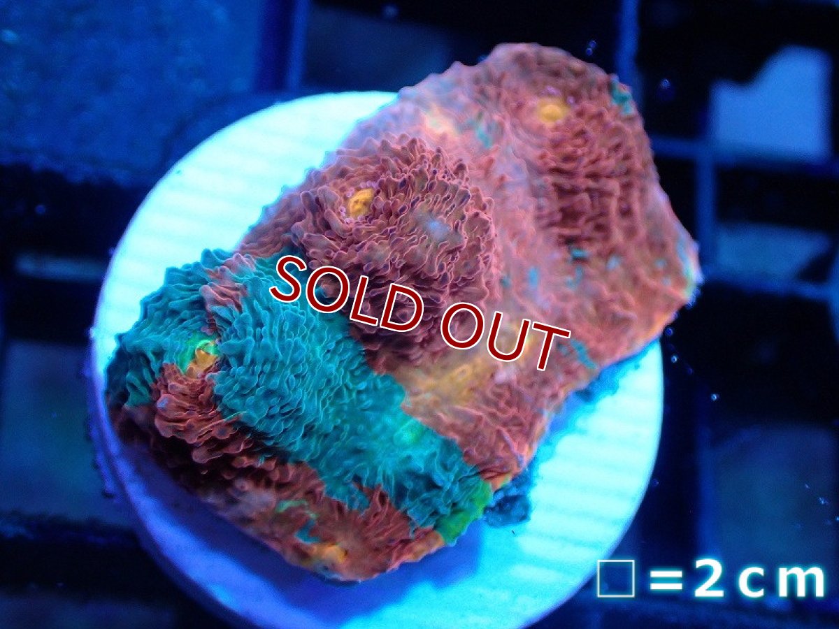 画像1: 【サンゴまとめ買い割引き10％〜20%OFF対象商品】【サンゴ】【通販】フラグ キッカサンゴsp.（Rainbow)（個体販売）No.21（生体）（サンゴ） (1)