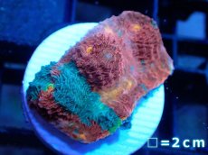 画像1: 【サンゴ】【通販】フラグ キッカサンゴsp.（Rainbow)（個体販売）No.21（生体）（サンゴ） (1)