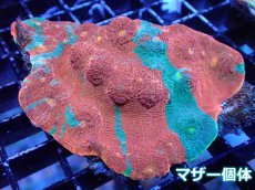 画像2: 【サンゴ】【通販】フラグ キッカサンゴsp.（Rainbow)（個体販売）No.21（生体）（サンゴ） (2)