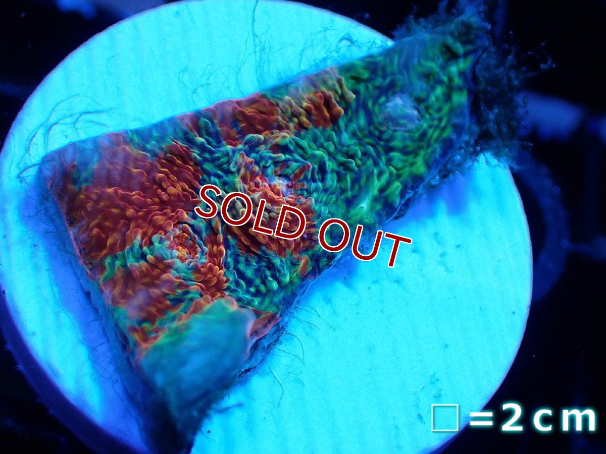 画像1: 【サンゴ】【通販】フラグ キッカサンゴsp.（Rainbow)（個体販売）No.22（生体）（サンゴ） (1)