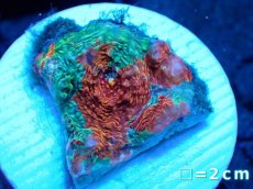 画像1: 【サンゴ】【通販】フラグ キッカサンゴsp.（Rainbow)（個体販売）No.23（生体）（サンゴ） (1)