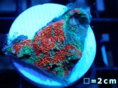 画像1: 【サンゴ】【通販】フラグ キッカサンゴsp.（Rainbow)（個体販売）No.24（生体）（サンゴ） (1)