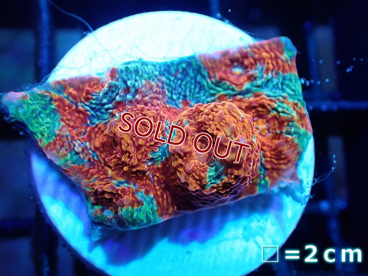 画像1: 【サンゴ】【通販】フラグ キッカサンゴsp.（Rainbow)（個体販売）No.25（生体）（サンゴ） (1)