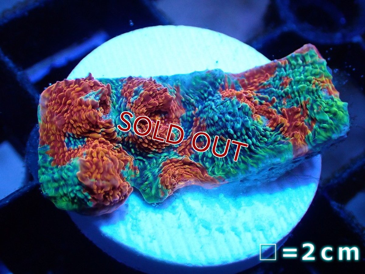 画像1: 【サンゴ】【通販】フラグ キッカサンゴsp.（Rainbow)（個体販売）No.26（生体）（サンゴ） (1)