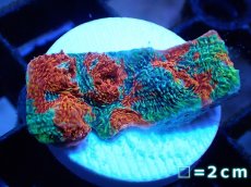 画像1: 【サンゴ】【通販】フラグ キッカサンゴsp.（Rainbow)（個体販売）No.26（生体）（サンゴ） (1)