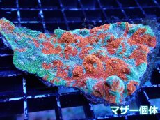 画像2: 【サンゴ】【通販】フラグ キッカサンゴsp.（Rainbow)（個体販売）No.26（生体）（サンゴ） (2)