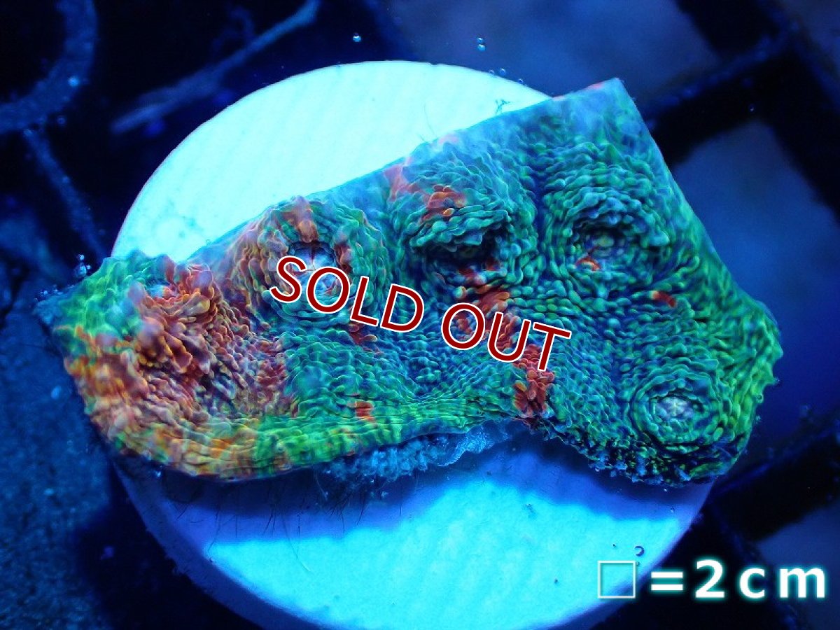 画像1: 【サンゴ】【通販】フラグ キッカサンゴsp.（Rainbow)（個体販売）No.27（生体）（サンゴ） (1)