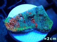 画像1: 【サンゴ】【通販】フラグ キッカサンゴsp.（Rainbow)（個体販売）No.27（生体）（サンゴ） (1)