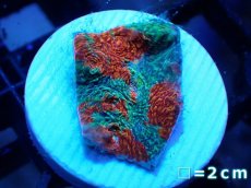 画像1: 【サンゴ】【通販】フラグ キッカサンゴsp.（Rainbow)（個体販売）No.28（生体）（サンゴ） (1)