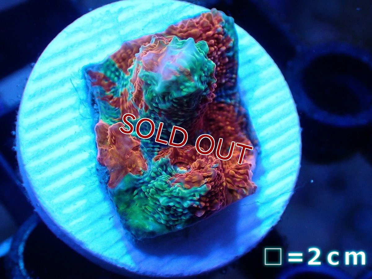 画像1: 【サンゴ】【通販】フラグ キッカサンゴsp.（Rainbow)（個体販売）No.29（生体）（サンゴ） (1)