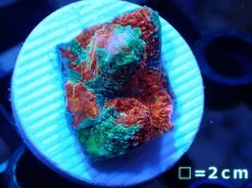 画像1: 【サンゴ】【通販】フラグ キッカサンゴsp.（Rainbow)（個体販売）No.29（生体）（サンゴ） (1)