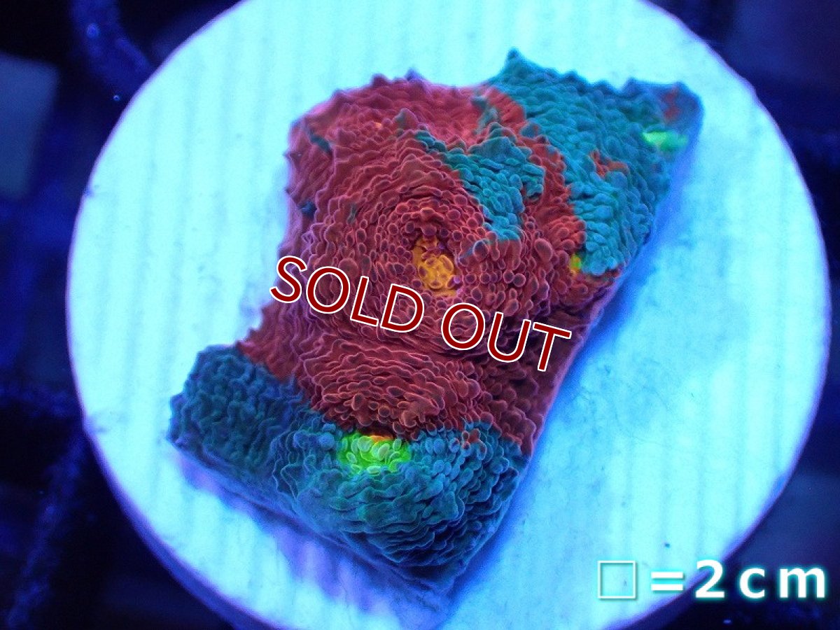 画像1: 【サンゴ】【通販】フラグ キッカサンゴsp.（Rainbow)（個体販売）No.30（生体）（サンゴ） (1)